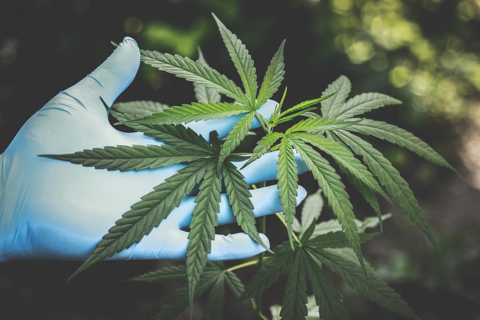 online cannabis dispensary