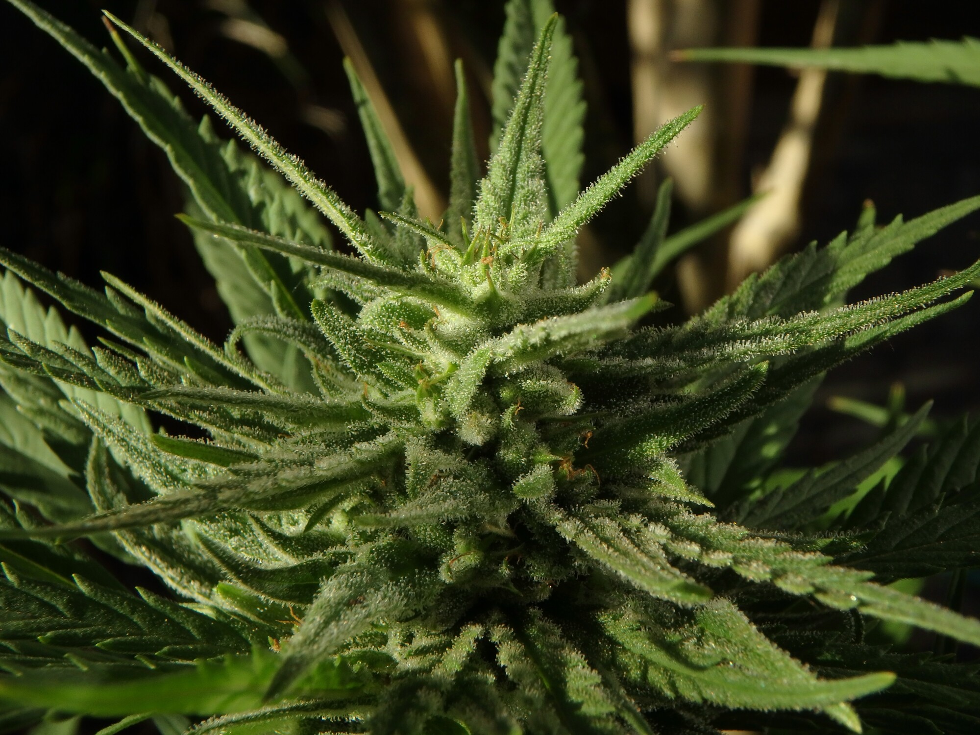 cannabis flowers